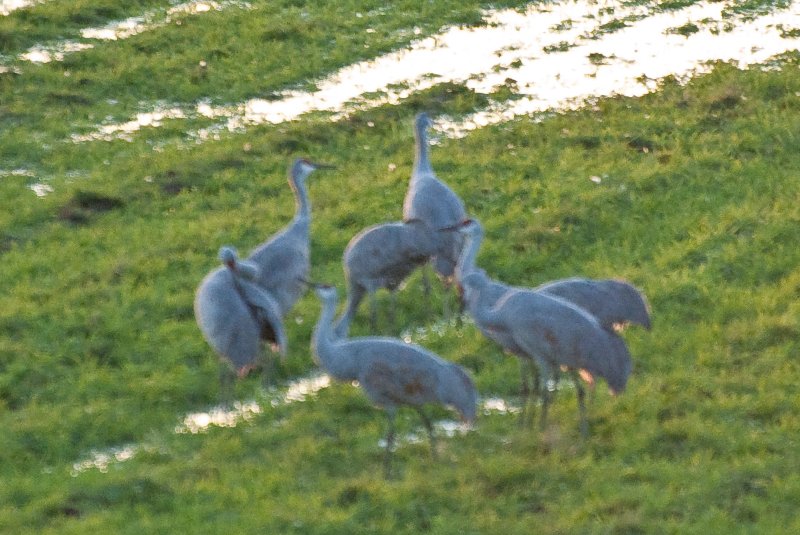 JasperPulaski110109-9867.jpg - Sandhill Cranes twilight flight to Jasper-Pulaski Fish and Wildlife Area