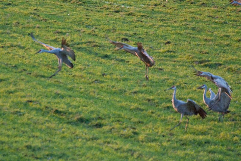 JasperPulaski110109-9869.jpg - Sandhill Cranes twilight flight to Jasper-Pulaski Fish and Wildlife Area