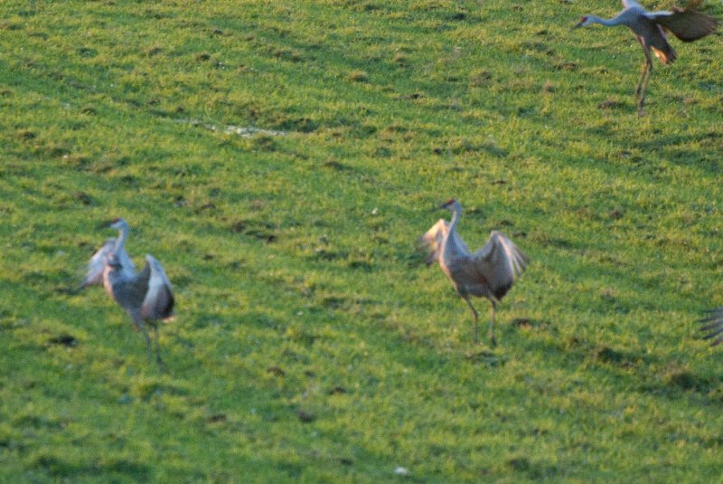 JasperPulaski110109-9870.jpg - Sandhill Cranes twilight flight to Jasper-Pulaski Fish and Wildlife Area