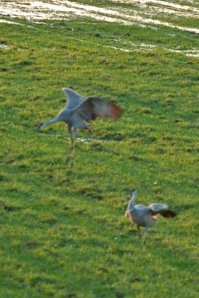 JasperPulaski110109-9871-2.jpg - Sandhill Cranes twilight flight to Jasper-Pulaski Fish and Wildlife Area