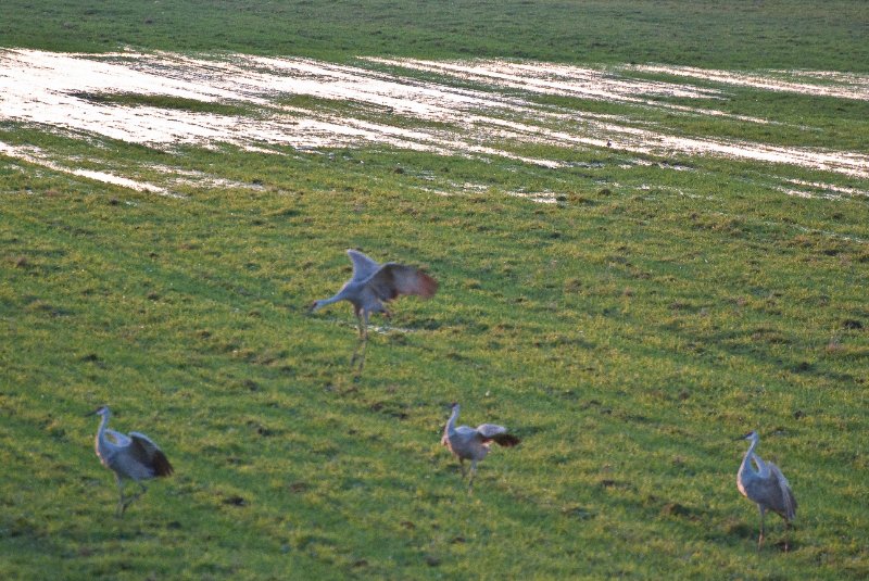 JasperPulaski110109-9871.jpg - Sandhill Cranes twilight flight to Jasper-Pulaski Fish and Wildlife Area