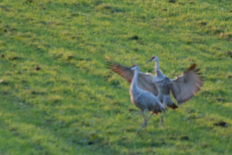 JasperPulaski110109-9872.jpg - Sandhill Cranes twilight flight to Jasper-Pulaski Fish and Wildlife Area