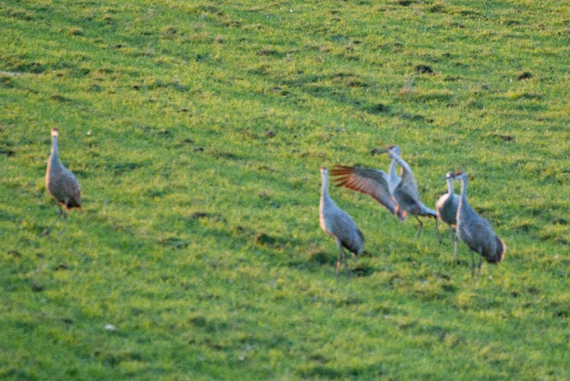 JasperPulaski110109-9873.jpg - Sandhill Cranes twilight flight to Jasper-Pulaski Fish and Wildlife Area