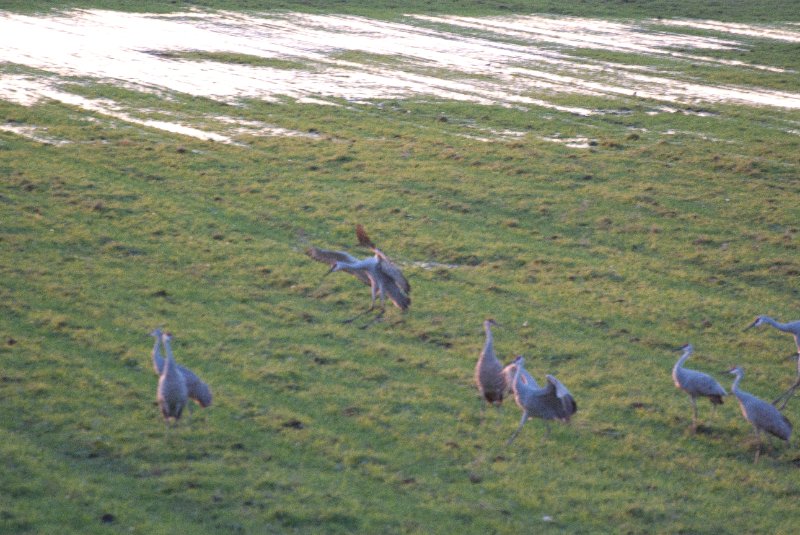 JasperPulaski110109-9875.jpg - Sandhill Cranes twilight flight to Jasper-Pulaski Fish and Wildlife Area