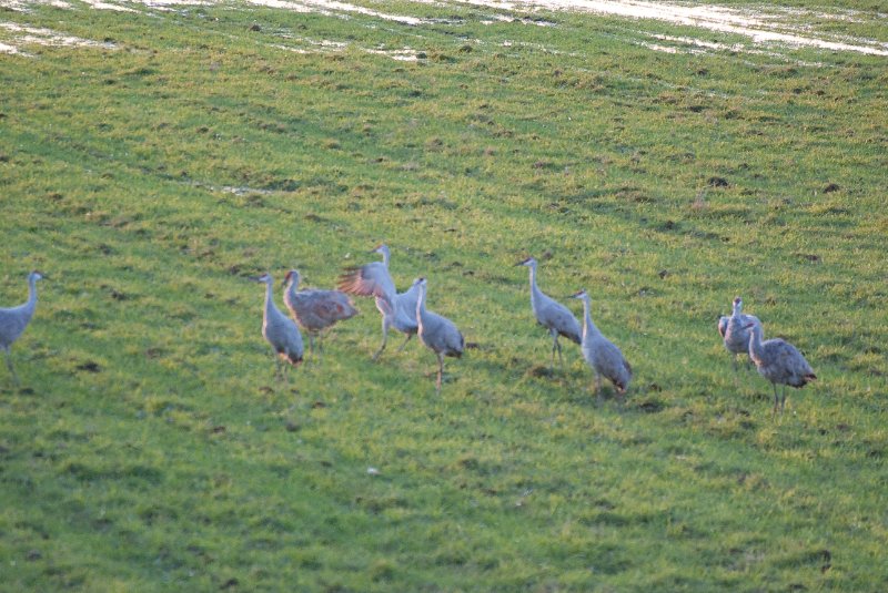 JasperPulaski110109-9876.jpg - Sandhill Cranes twilight flight to Jasper-Pulaski Fish and Wildlife Area