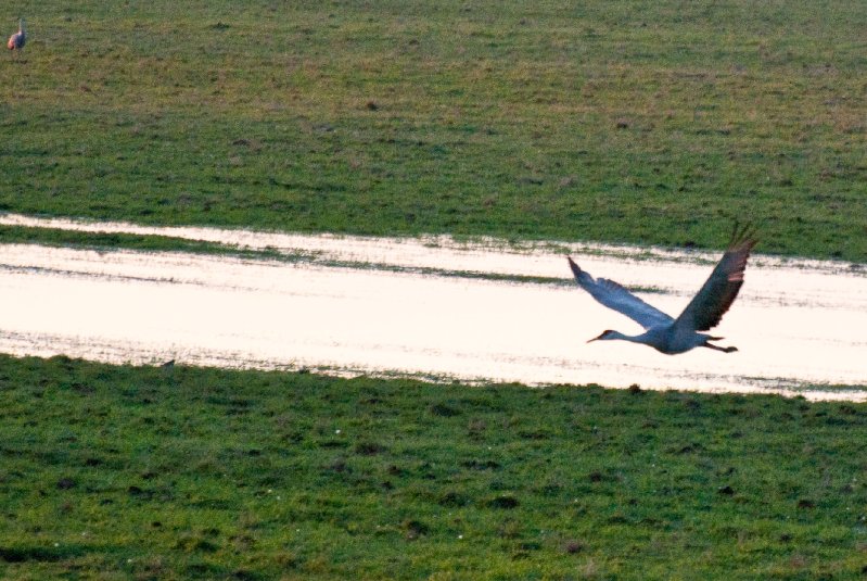 JasperPulaski110109-9879.jpg - Sandhill Cranes twilight flight to Jasper-Pulaski Fish and Wildlife Area