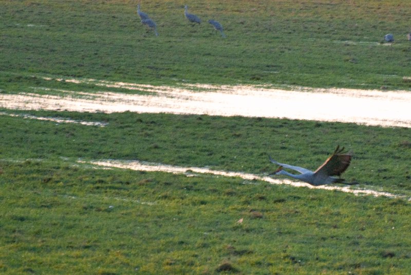 JasperPulaski110109-9880.jpg - Sandhill Cranes twilight flight to Jasper-Pulaski Fish and Wildlife Area