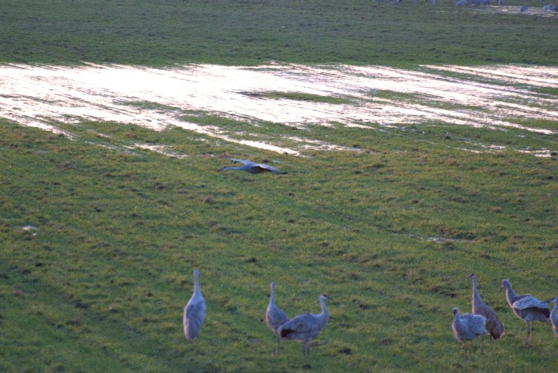 JasperPulaski110109-9882.jpg - Sandhill Cranes twilight flight to Jasper-Pulaski Fish and Wildlife Area