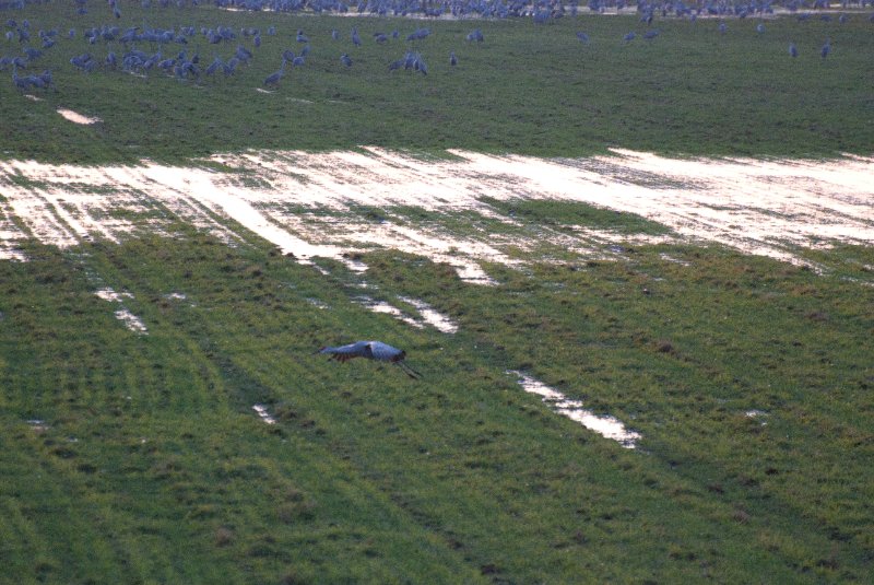 JasperPulaski110109-9883.jpg - Sandhill Cranes twilight flight to Jasper-Pulaski Fish and Wildlife Area