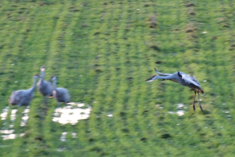 JasperPulaski110109-9884.jpg - Sandhill Cranes twilight flight to Jasper-Pulaski Fish and Wildlife Area