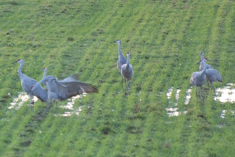 JasperPulaski110109-9885.jpg - Sandhill Cranes twilight flight to Jasper-Pulaski Fish and Wildlife Area