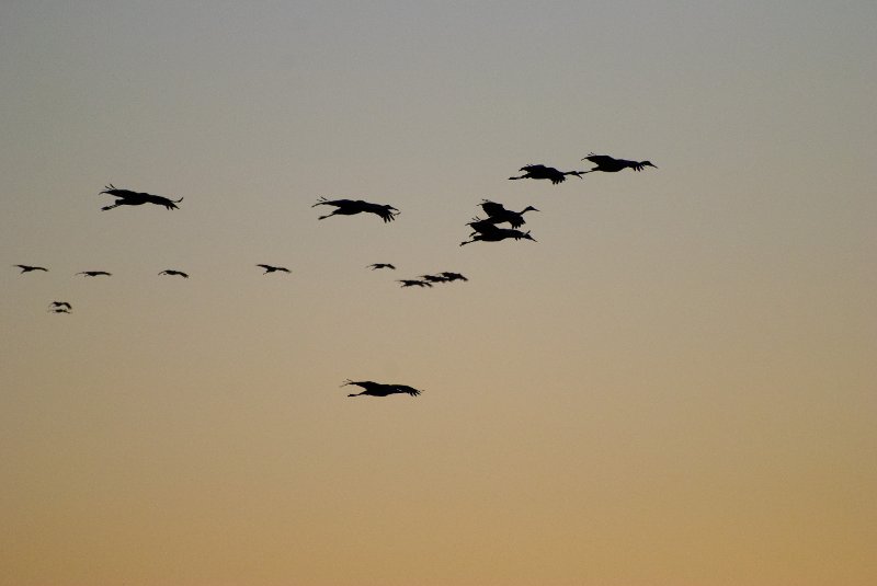 JasperPulaski110109-9886.jpg - Sandhill Cranes twilight flight to Jasper-Pulaski Fish and Wildlife Area