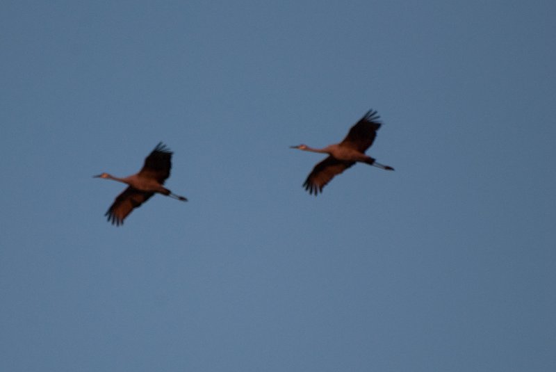 JasperPulaski110109-9888.jpg - Sandhill Cranes twilight flight to Jasper-Pulaski Fish and Wildlife Area