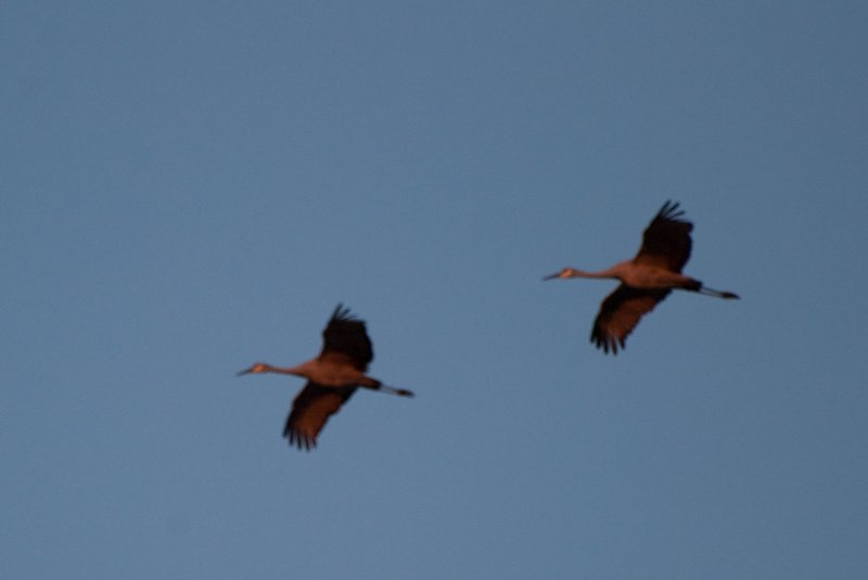 JasperPulaski110109-9889.jpg - Sandhill Cranes twilight flight to Jasper-Pulaski Fish and Wildlife Area