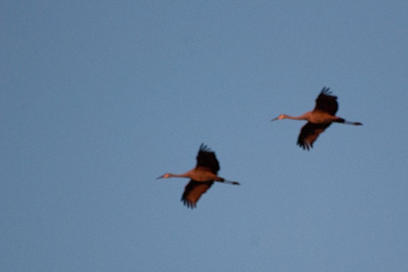 JasperPulaski110109-9890.jpg - Sandhill Cranes twilight flight to Jasper-Pulaski Fish and Wildlife Area