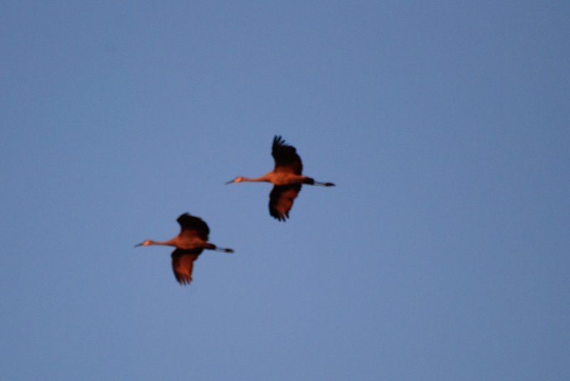 JasperPulaski110109-9891.jpg - Sandhill Cranes twilight flight to Jasper-Pulaski Fish and Wildlife Area