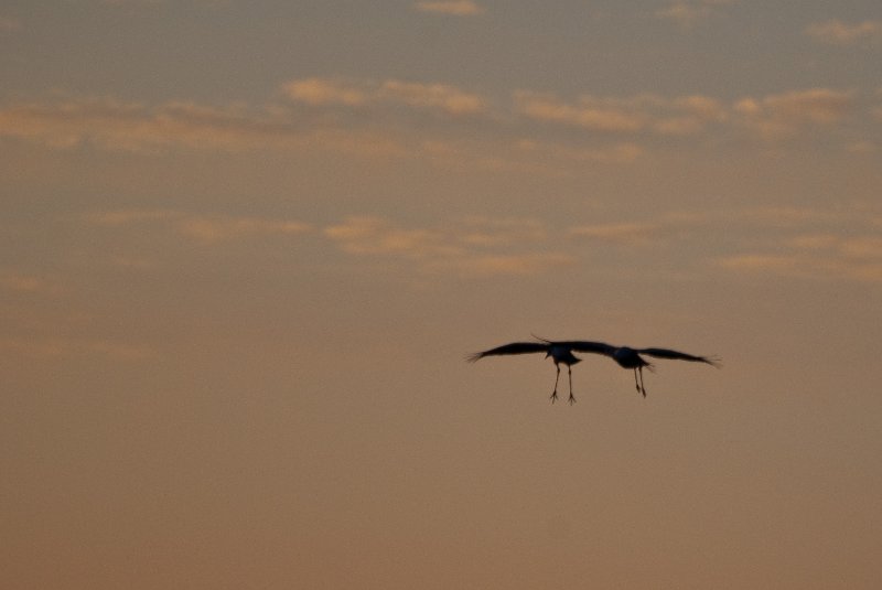 JasperPulaski110109-9892.jpg - Sandhill Cranes twilight flight to Jasper-Pulaski Fish and Wildlife Area