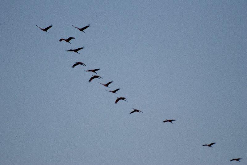 JasperPulaski110109-9899.jpg - Sandhill Cranes twilight flight to Jasper-Pulaski Fish and Wildlife Area