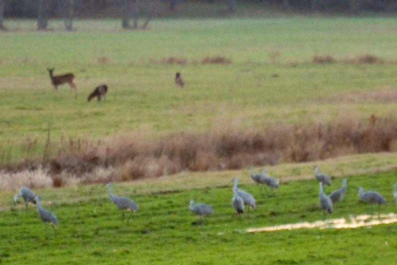 JasperPulaski110109-9901.jpg - Sandhill Cranes twilight flight to Jasper-Pulaski Fish and Wildlife Area