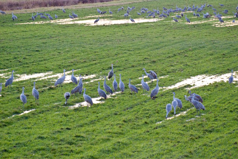 JasperPulaski110109-9905.jpg - Sandhill Cranes twilight flight to Jasper-Pulaski Fish and Wildlife Area