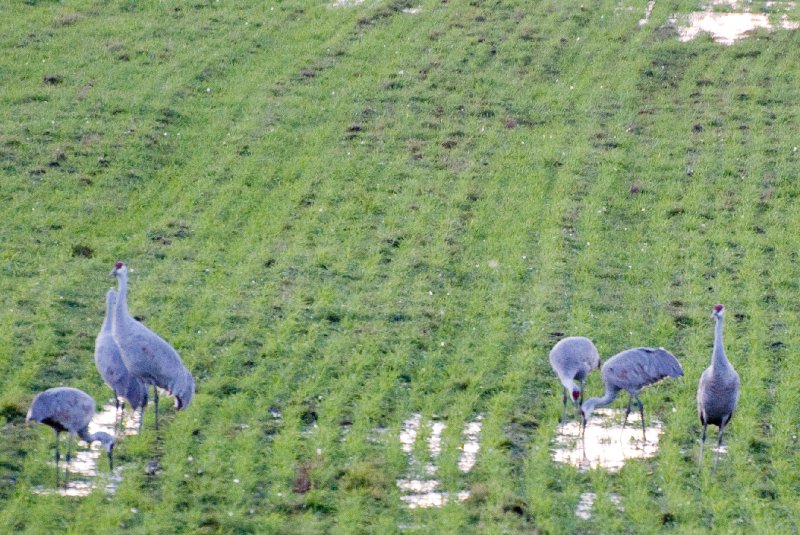 JasperPulaski110109-9906.jpg - Sandhill Cranes twilight flight to Jasper-Pulaski Fish and Wildlife Area