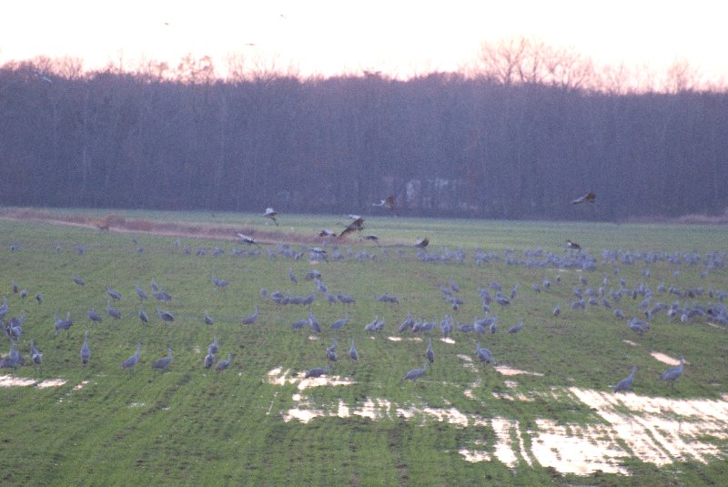 JasperPulaski110109-9907.jpg - Sandhill Cranes twilight flight to Jasper-Pulaski Fish and Wildlife Area