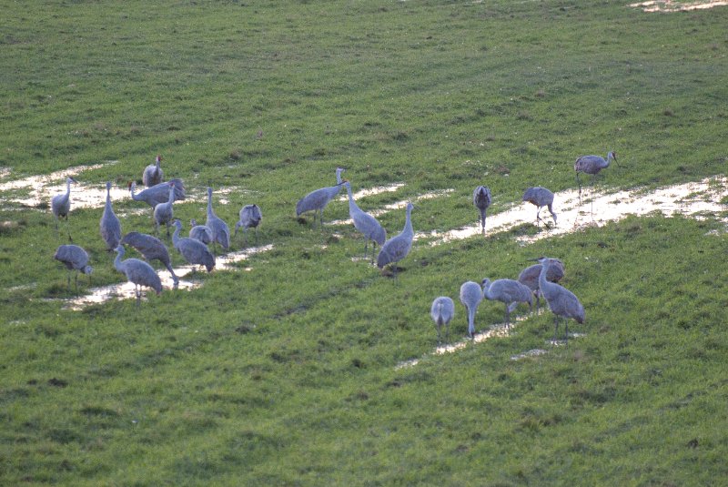 JasperPulaski110109-9908.jpg - Sandhill Cranes twilight flight to Jasper-Pulaski Fish and Wildlife Area