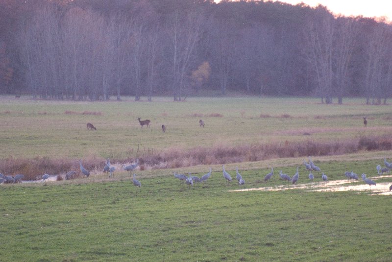 JasperPulaski110109-9909.jpg - Sandhill Cranes twilight flight to Jasper-Pulaski Fish and Wildlife Area