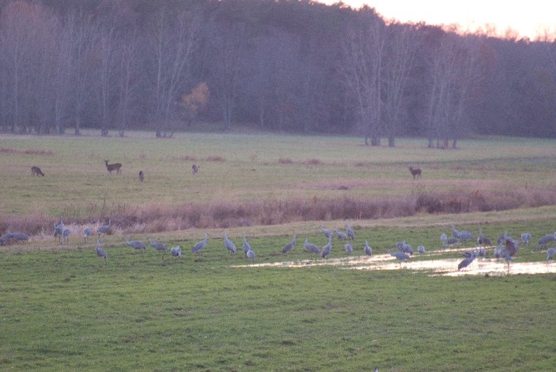 JasperPulaski110109-9910.jpg - Sandhill Cranes twilight flight to Jasper-Pulaski Fish and Wildlife Area