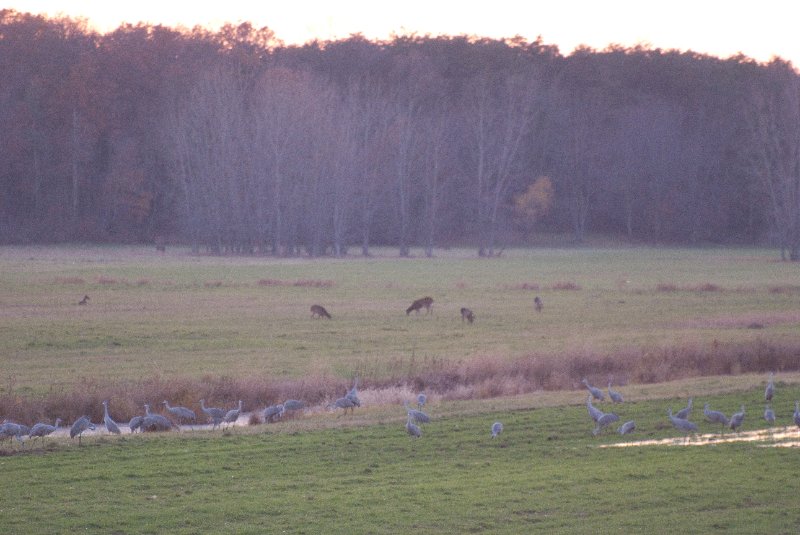 JasperPulaski110109-9911.jpg - Sandhill Cranes twilight flight to Jasper-Pulaski Fish and Wildlife Area