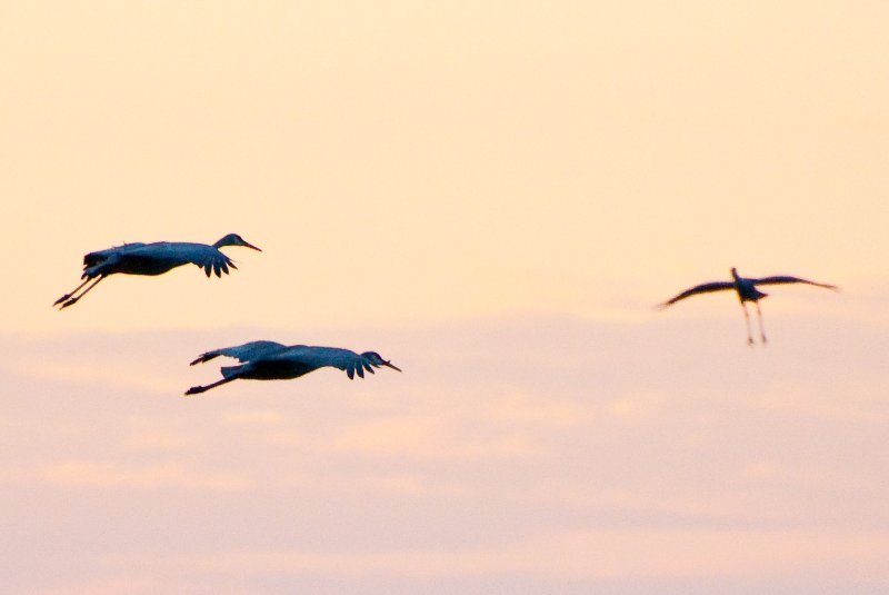 JasperPulaski110109-9913.jpg - Sandhill Cranes twilight flight to Jasper-Pulaski Fish and Wildlife Area