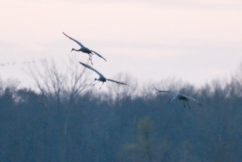 JasperPulaski110109-9915.jpg - Sandhill Cranes twilight flight to Jasper-Pulaski Fish and Wildlife Area