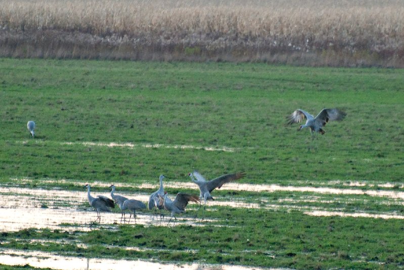 JasperPulaski110109-9917.jpg - Sandhill Cranes twilight flight to Jasper-Pulaski Fish and Wildlife Area