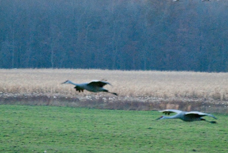 JasperPulaski110109-9918.jpg - Sandhill Cranes twilight flight to Jasper-Pulaski Fish and Wildlife Area