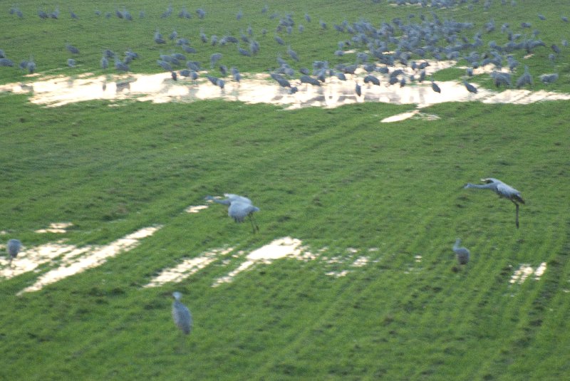 JasperPulaski110109-9919.jpg - Sandhill Cranes twilight flight to Jasper-Pulaski Fish and Wildlife Area