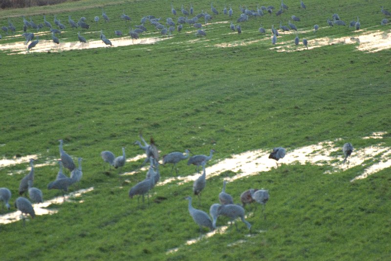 JasperPulaski110109-9920.jpg - Sandhill Cranes twilight flight to Jasper-Pulaski Fish and Wildlife Area