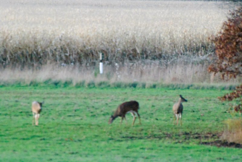 JasperPulaski110109-9921.jpg - Sandhill Cranes twilight flight to Jasper-Pulaski Fish and Wildlife Area