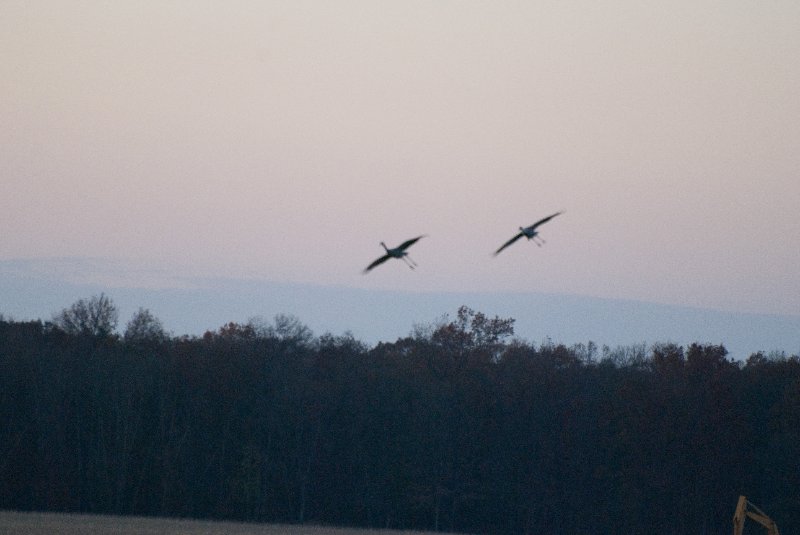 JasperPulaski110109-9922.jpg - Sandhill Cranes twilight flight to Jasper-Pulaski Fish and Wildlife Area