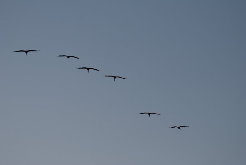 JasperPulaski110109-9924.jpg - Sandhill Cranes twilight flight to Jasper-Pulaski Fish and Wildlife Area