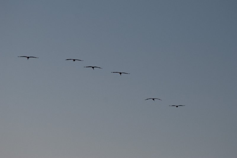 JasperPulaski110109-9925.jpg - Sandhill Cranes twilight flight to Jasper-Pulaski Fish and Wildlife Area