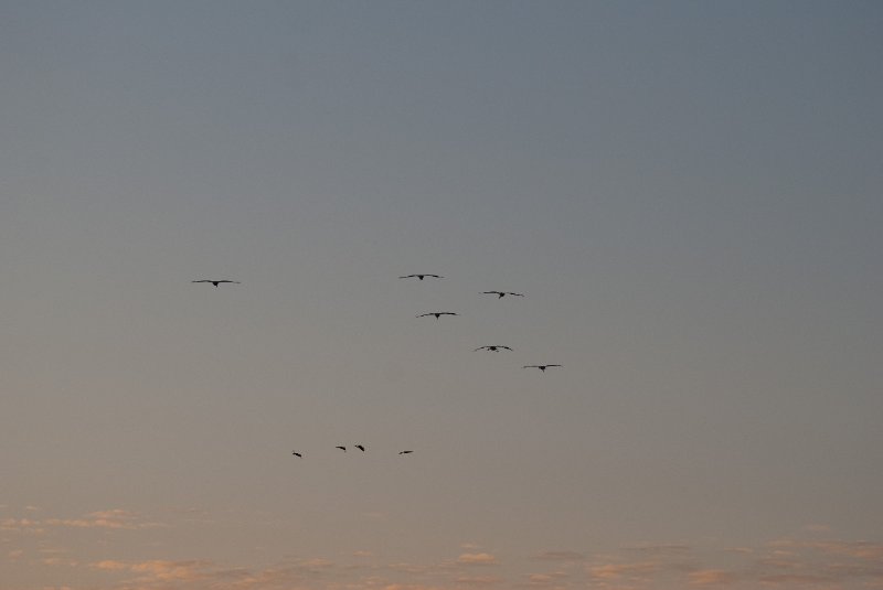 JasperPulaski110109-9926.jpg - Sandhill Cranes twilight flight to Jasper-Pulaski Fish and Wildlife Area