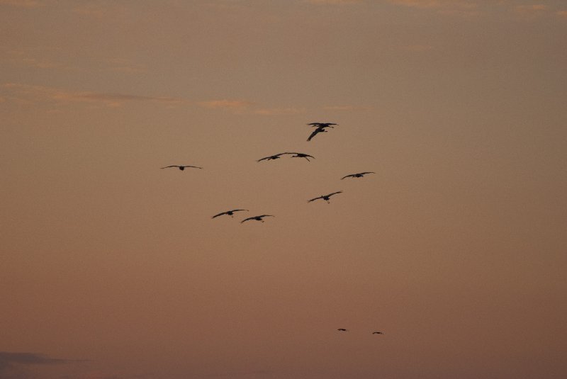 JasperPulaski110109-9927.jpg - Sandhill Cranes twilight flight to Jasper-Pulaski Fish and Wildlife Area