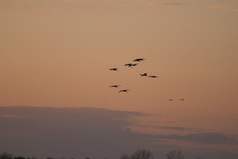 JasperPulaski110109-9928.jpg - Sandhill Cranes twilight flight to Jasper-Pulaski Fish and Wildlife Area