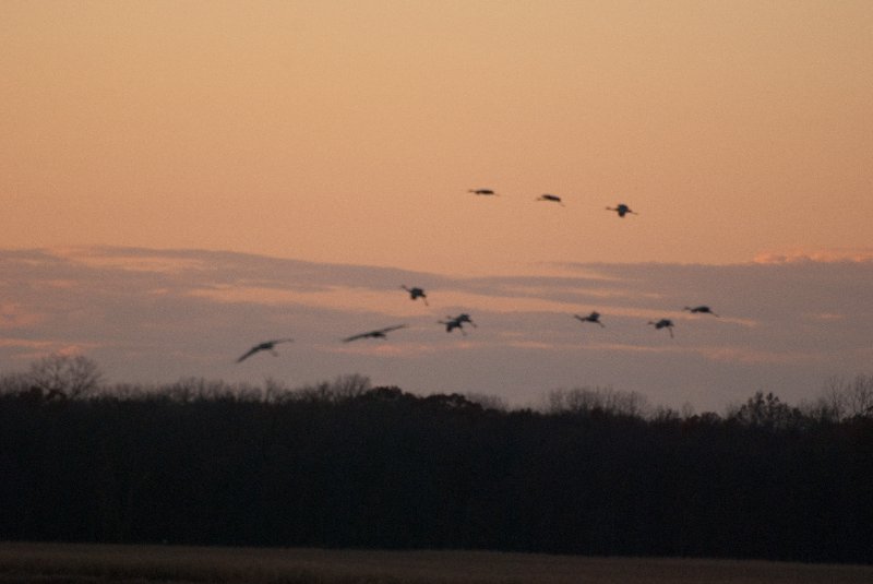 JasperPulaski110109-9930.jpg - Sandhill Cranes twilight flight to Jasper-Pulaski Fish and Wildlife Area