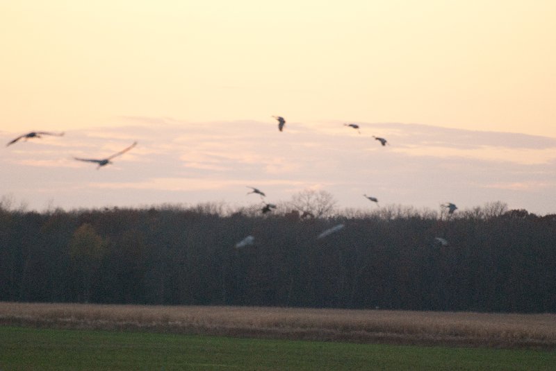 JasperPulaski110109-9931.jpg - Sandhill Cranes twilight flight to Jasper-Pulaski Fish and Wildlife Area