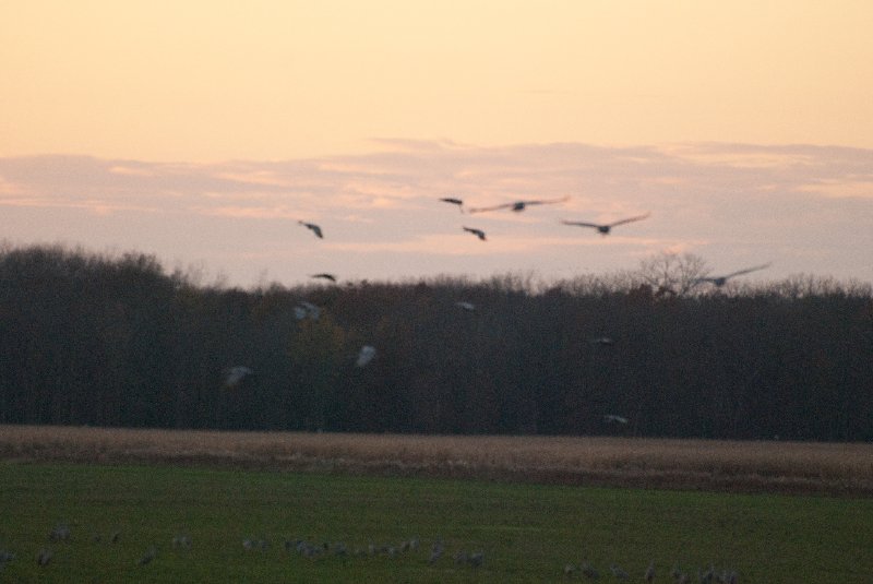 JasperPulaski110109-9932.jpg - Sandhill Cranes twilight flight to Jasper-Pulaski Fish and Wildlife Area