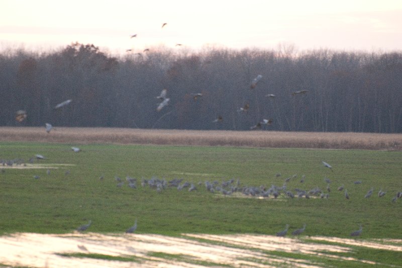 JasperPulaski110109-9933.jpg - Sandhill Cranes twilight flight to Jasper-Pulaski Fish and Wildlife Area