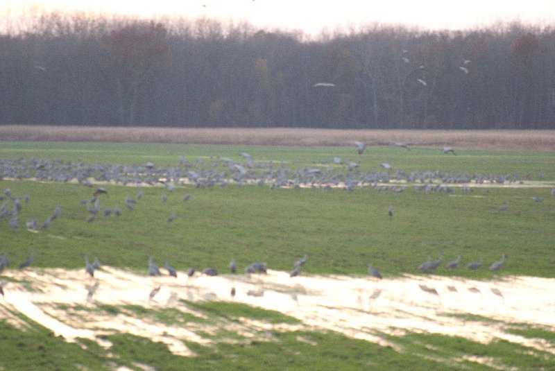 JasperPulaski110109-9934.jpg - Sandhill Cranes twilight flight to Jasper-Pulaski Fish and Wildlife Area