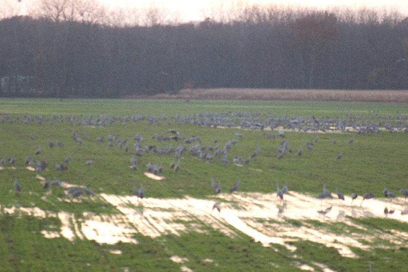 JasperPulaski110109-9935.jpg - Sandhill Cranes twilight flight to Jasper-Pulaski Fish and Wildlife Area