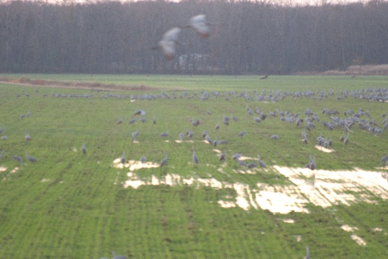 JasperPulaski110109-9936.jpg - Sandhill Cranes twilight flight to Jasper-Pulaski Fish and Wildlife Area